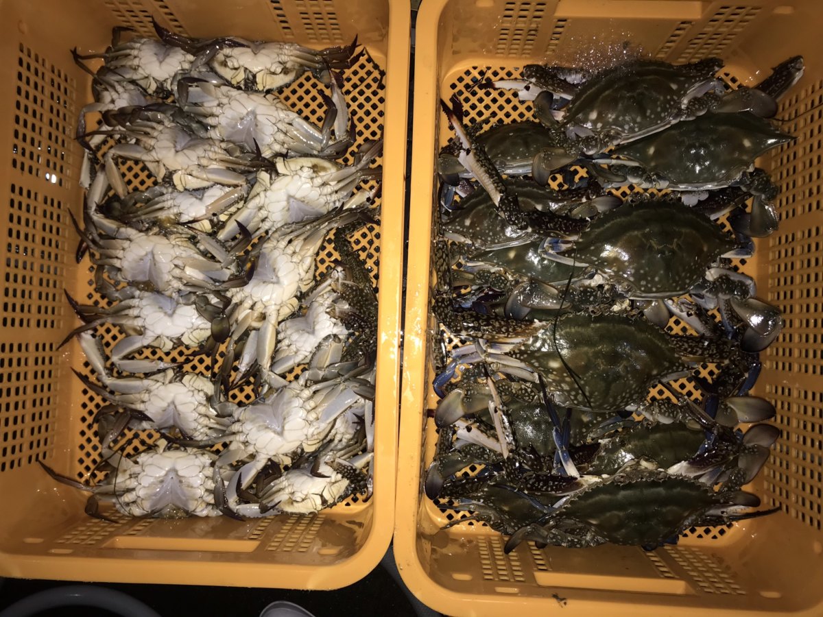 浜名湖えびすき漁でよく獲れる湖宝ガニの紹介