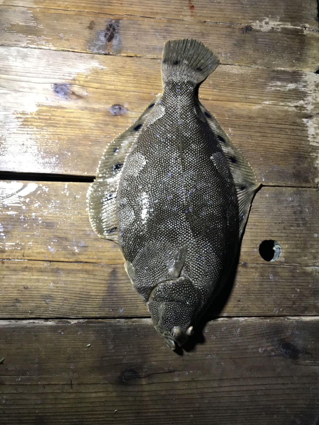 浜名湖えびすき漁ではこんな魚が流れてくる事も 浜名湖伝統漁法えびすき漁の極漁丸 浜名湖えびすき漁ではこんな魚が流れてくる事も 浜名湖伝統漁法えびすき漁の極漁丸