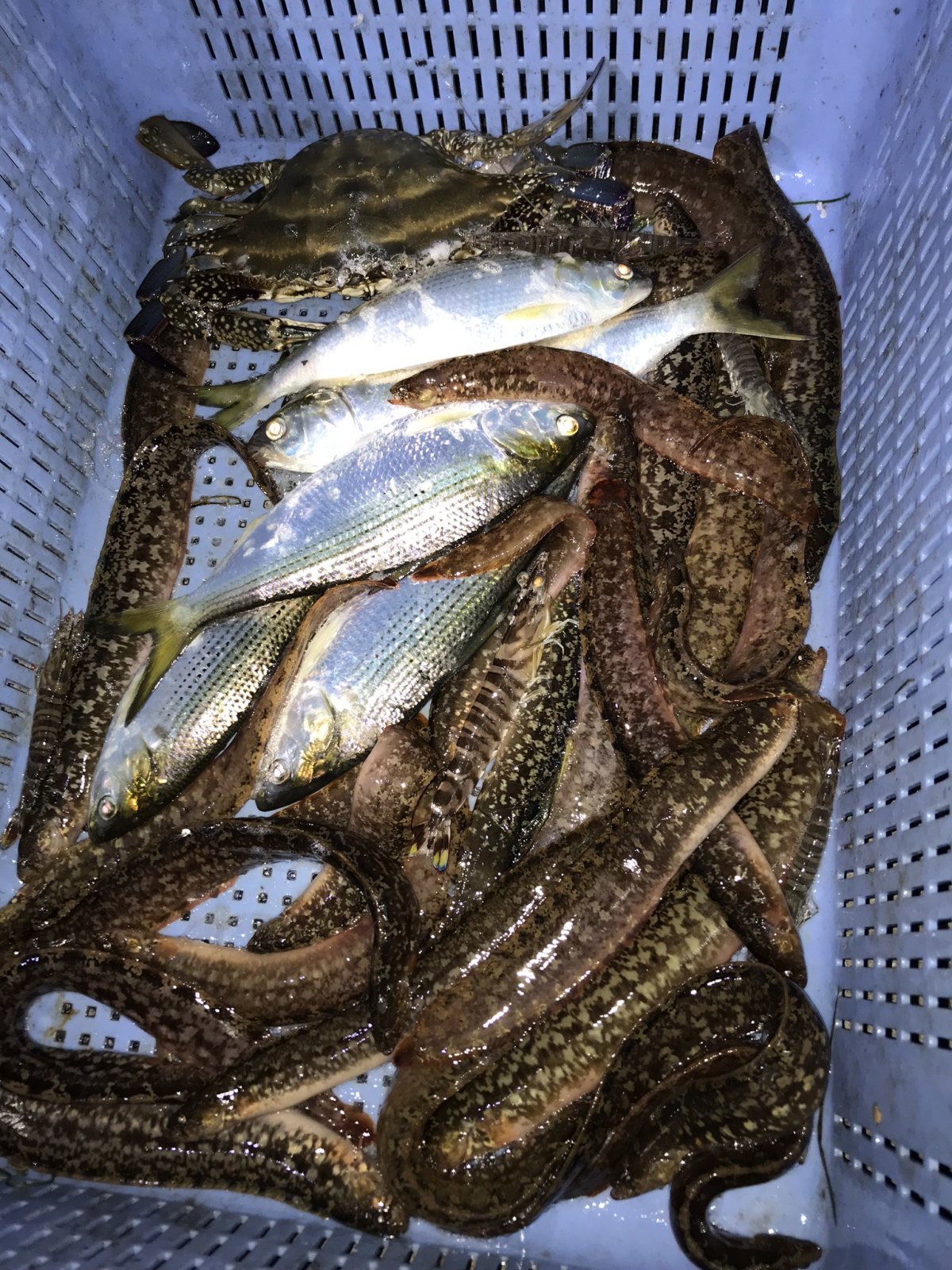 浜名湖えびすき漁ではこんな魚が獲れる事も