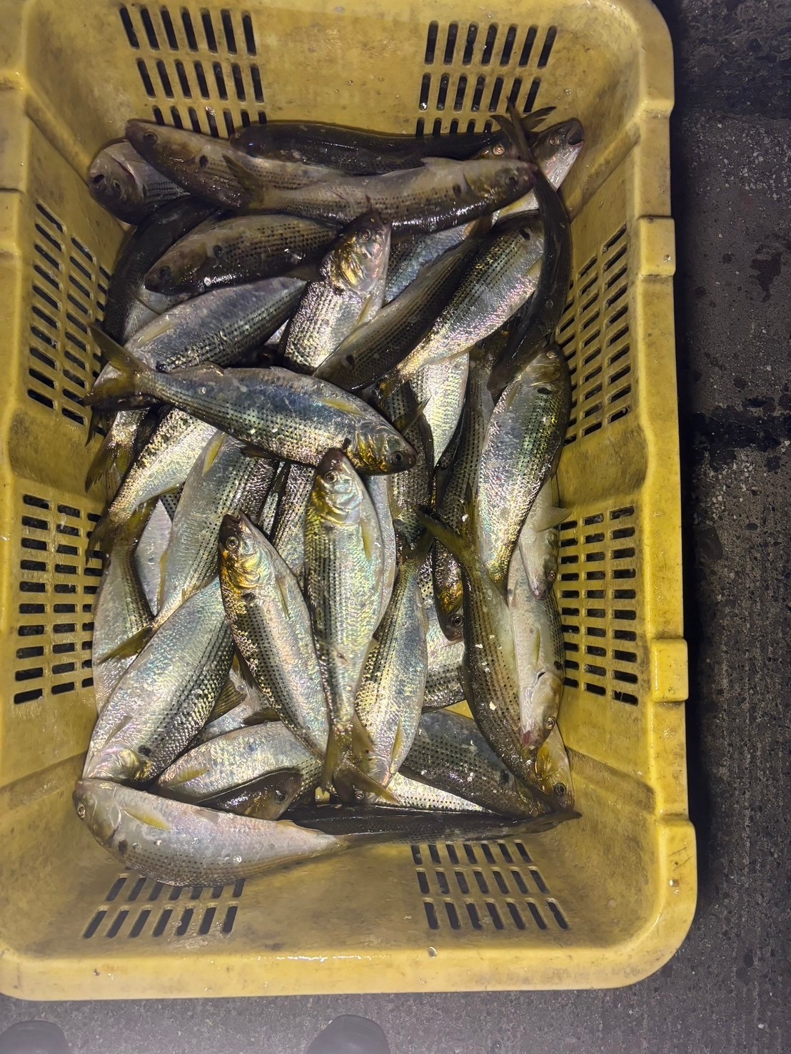 えびすき漁の試験操業に行ってきました🦐 | 浜名湖伝統漁法えびすき漁