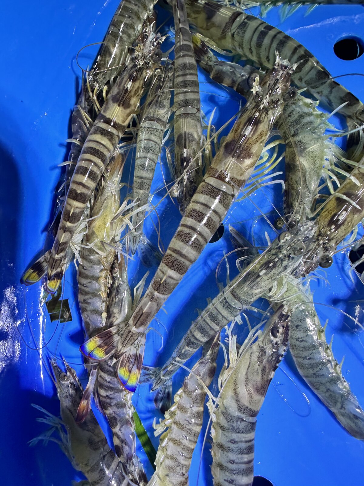 5月7日えびすき漁の漁果とキャンセル空きの募集🦐 | 浜名湖伝統漁法