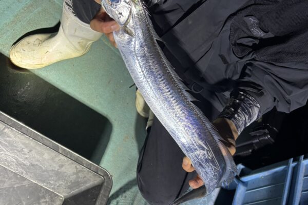 浜名湖えびすき漁で獲れたタチウオ