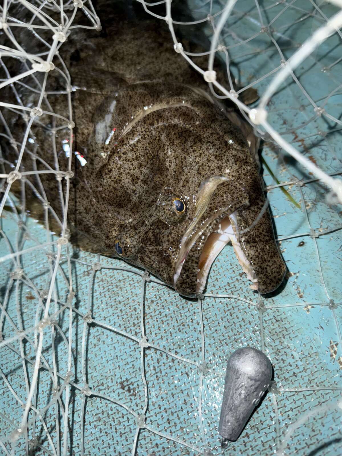 えびすき漁にてデカいヒラスズキとヒラメが釣れました🎣 | 浜名湖伝統
